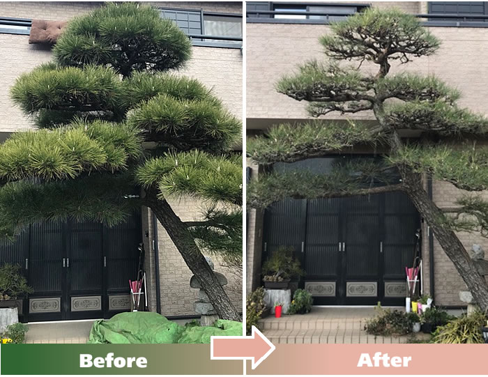 さいたま市S.Jさん宅 松の木剪定作業