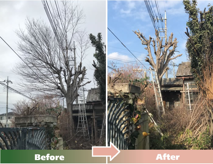 越谷市F.Rさん宅 大木の剪定作業